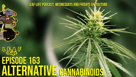 Show #163 – Alternative Cannabinoids
