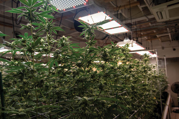 Grow Tour: Magnus Premium Flower