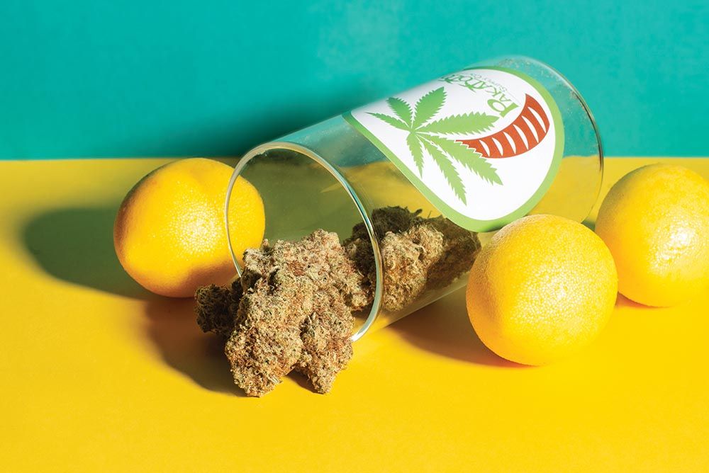 April-2023_AK-Leaf_SOTM_-Lemon