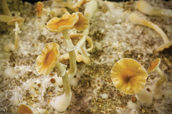 2025 Psychedelic Special: Magic Mushrooms Strains