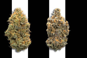 ’79 Skunk and ’81 Skunk