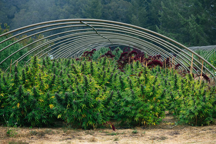 California Leaf Harvest Special: Mattole Valley Sungrown