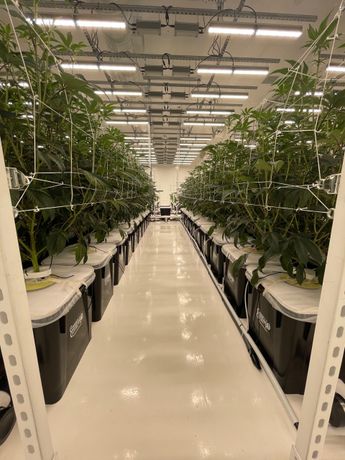 Mammoth Inc. Cultivation, A Small Business Grow-Op with Massive Aspirations