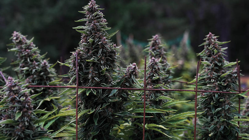 Fire Follower: Cannabis Flavor and Effect Trends for 2026