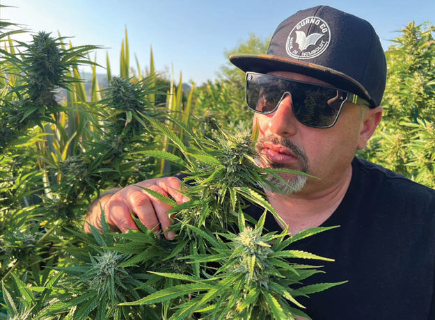 California Icons: Bringer of Chaos, El Rock