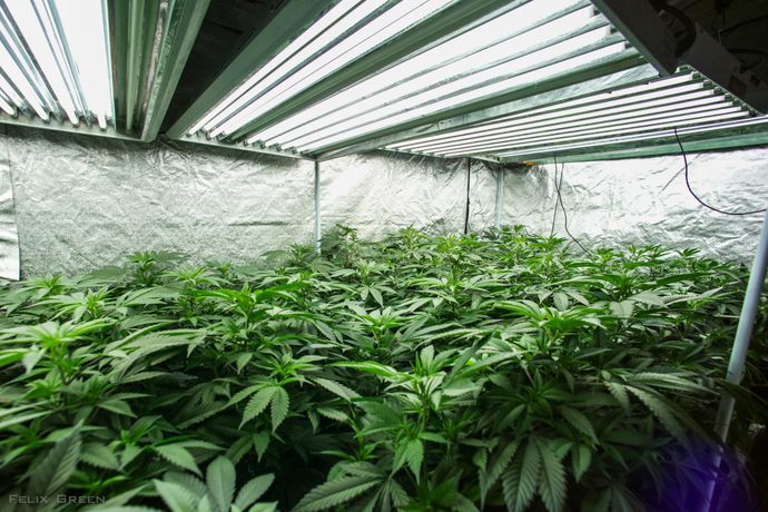 Growing Weed With Fluorescent Lights