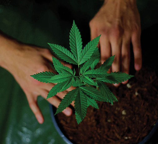 Regenerative Impact: 5 Daily Acts to Help Heal Earth