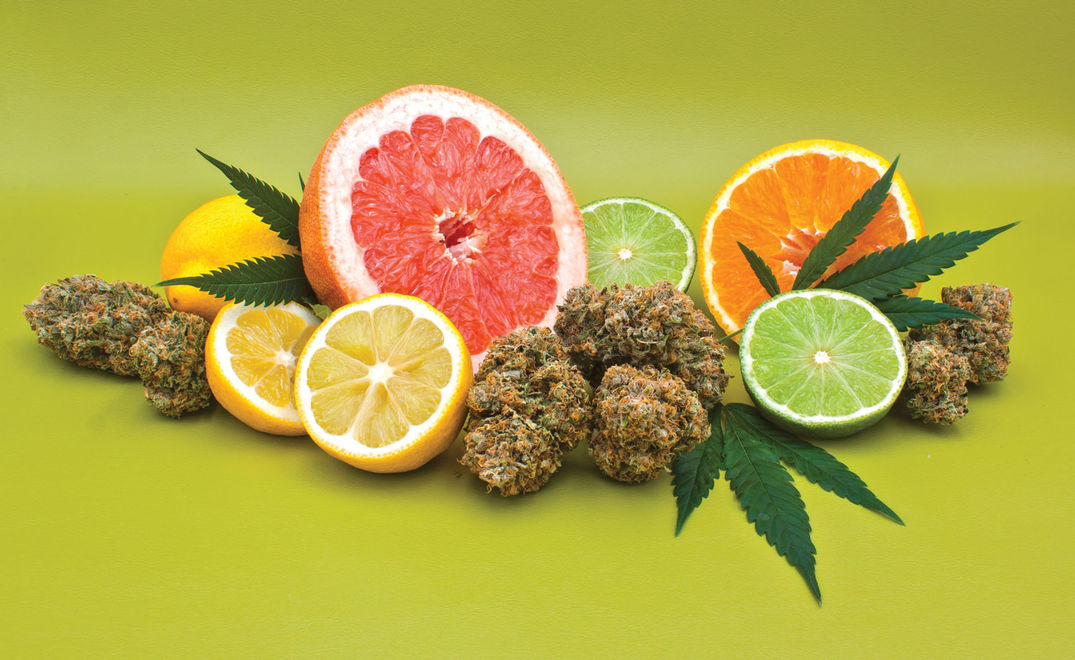 Terpenes and Wellness