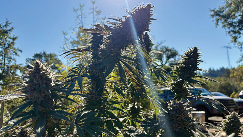 Fire Follower: Top 50 Breeders to Try in 2026