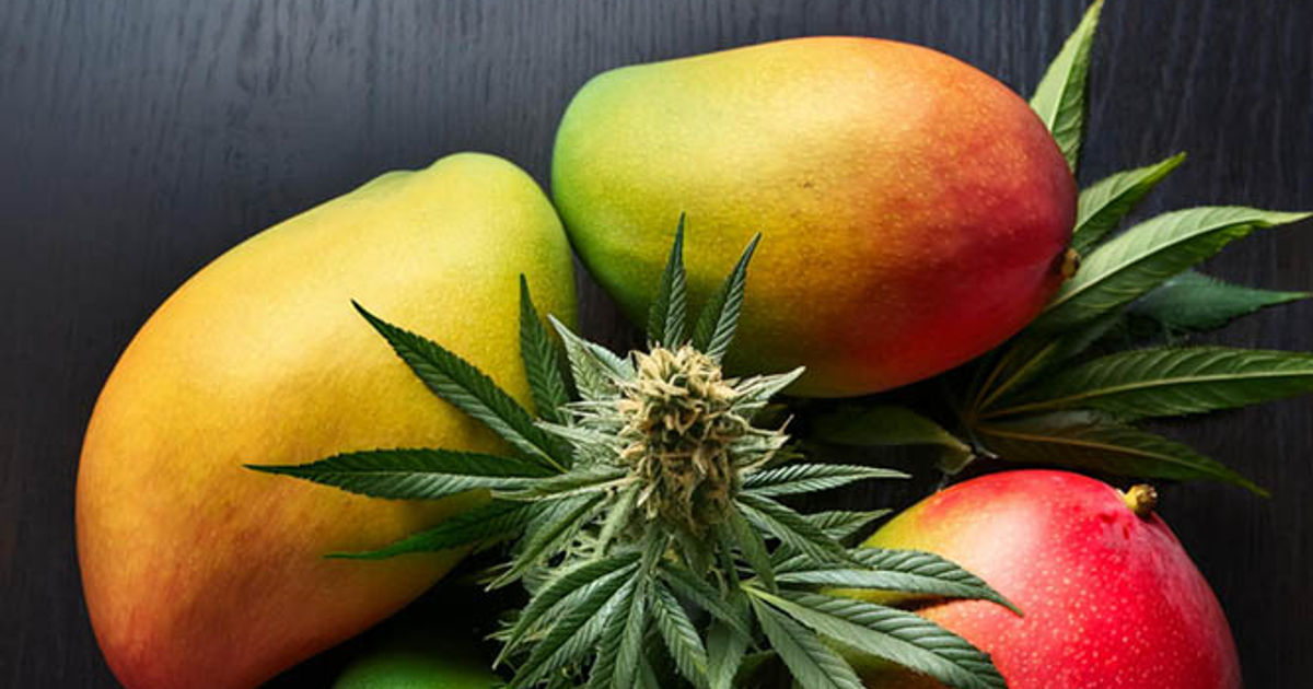 photo of Herban Legend: How Mangoes and Myrcene Might Help Your High image