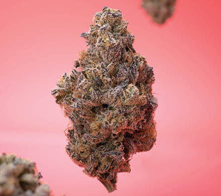 Goji OG