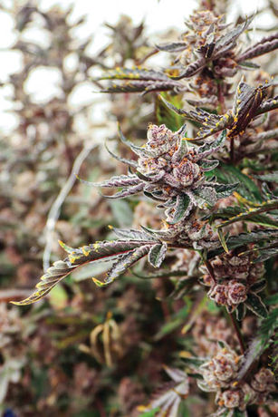 Grow Tour: Moment Maryland