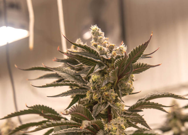Grow Tour: Bacon’s Buds