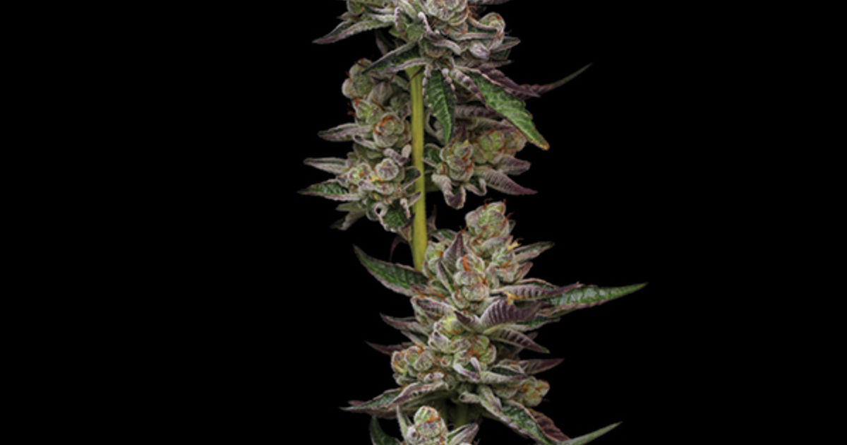 The Leaf's Ganja Glossary - Leaf Nation
