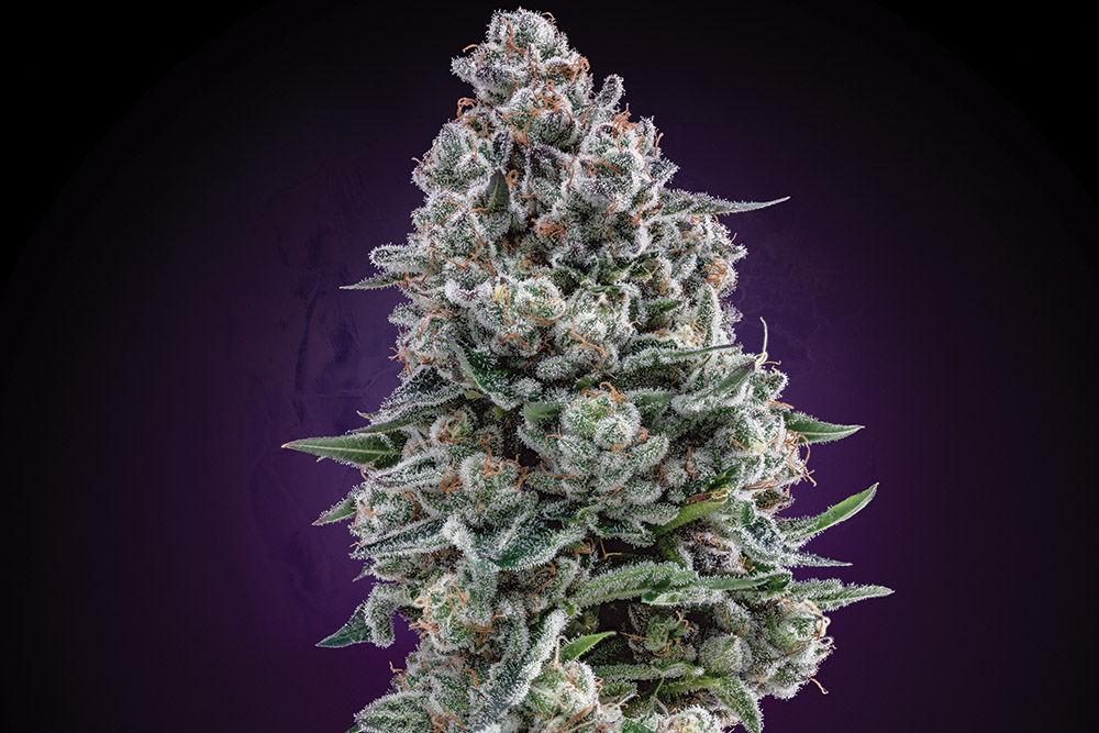 Cannabis Clones— Highline Nursery Humboldt