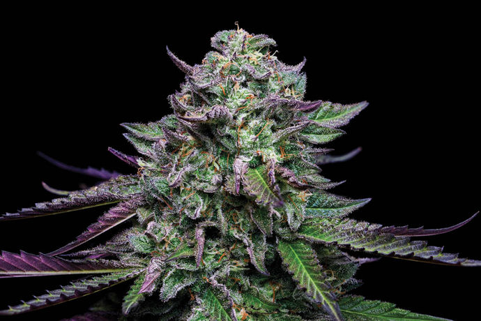 Fire Follower: Best Seeds and Clones to Grow in 2026