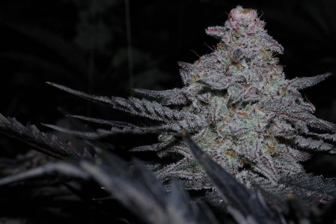 Capulator: 10 Years of the MAC