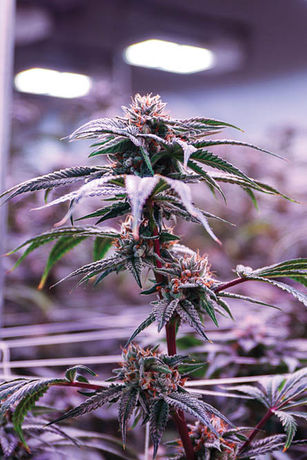 Grow Tour: Verano