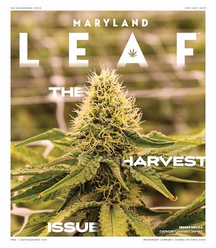 Maryland Leaf