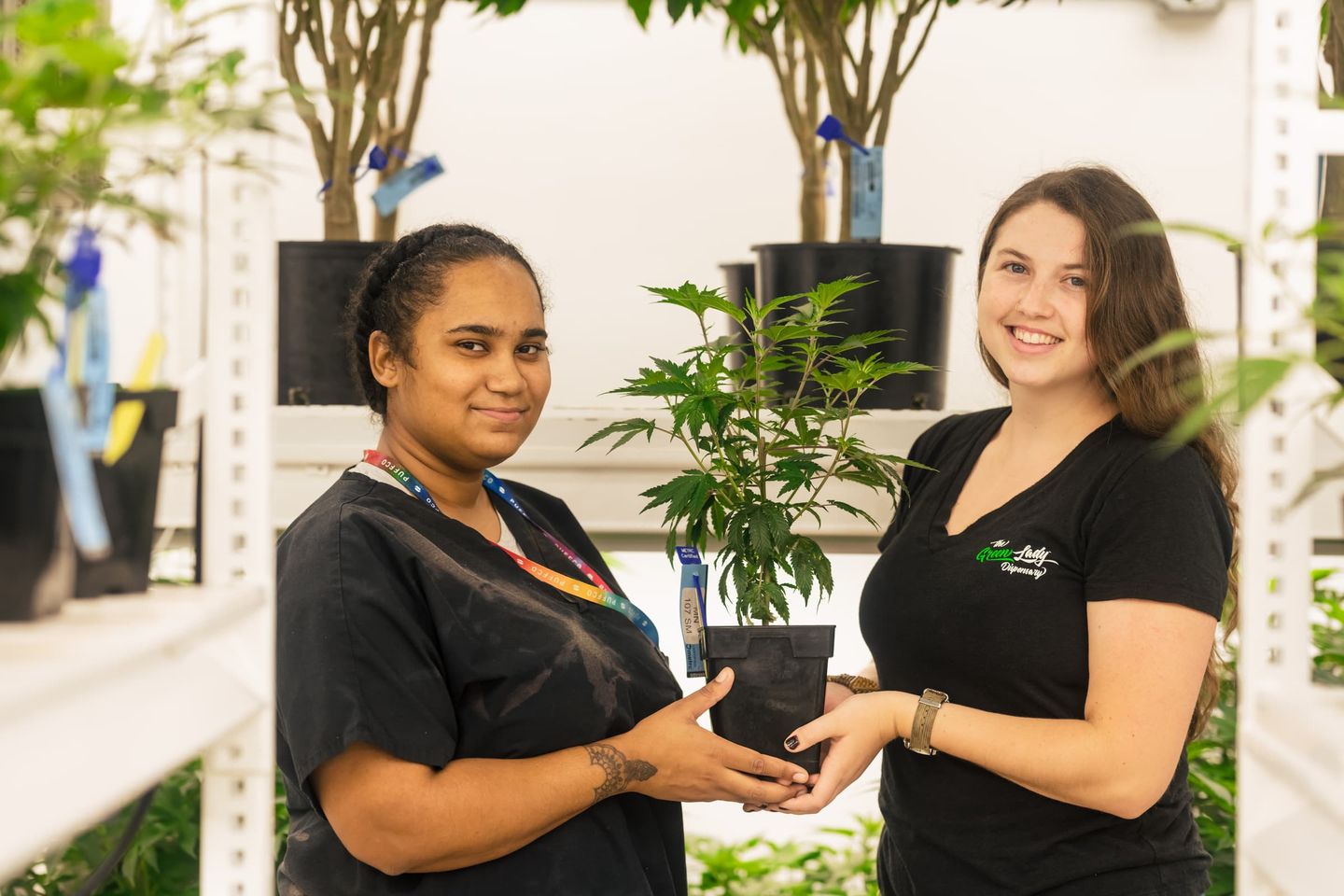 The Green Lady Dispensary on Nantucket Leaf Nation