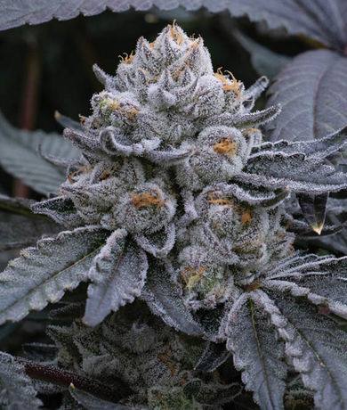 Fire Follower: Alien Genetics Reveals Advanced ‘Rotational Terps’