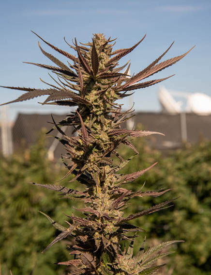 Northwest Leaf Harvest Special: Painted Rooster Cannabis Company