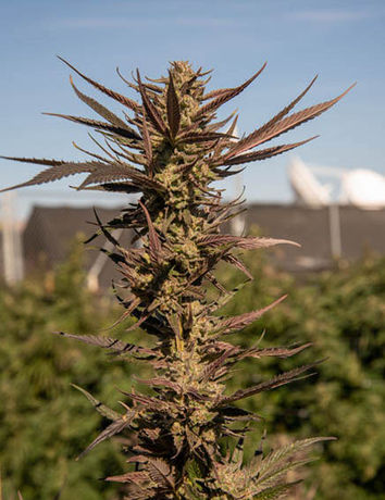 Northwest Leaf Harvest Special: Painted Rooster Cannabis Company