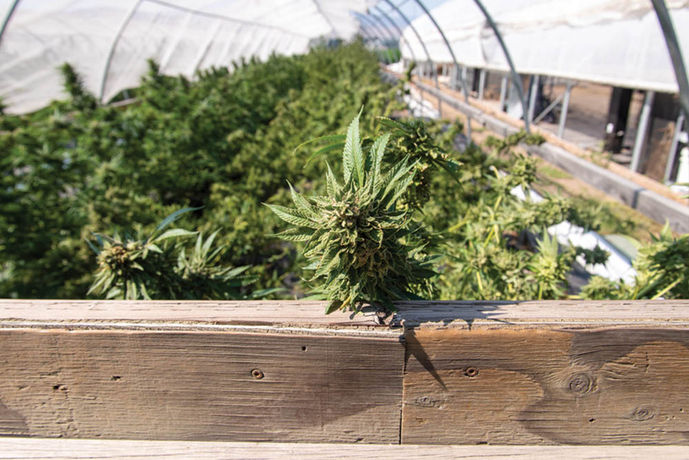 Northwest Leaf Harvest Special: CannaSol Farms