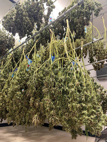 Harvest Special: Smash Hits Cannabis