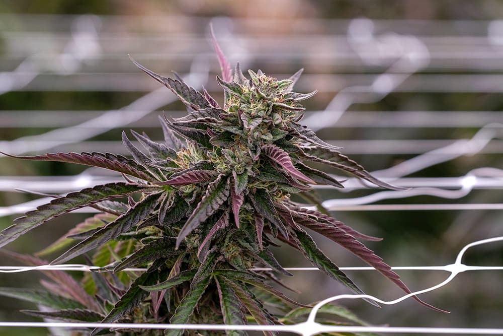 Harvest Special: Left Coast Standard - Leaf Nation