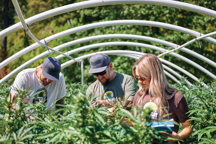 Where Have All the Flowers Gone?