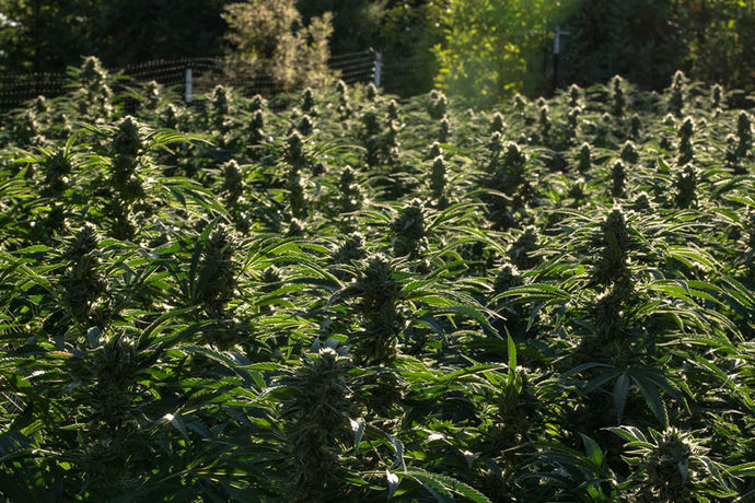 California Leaf Harvest Special: Full Moon Farms