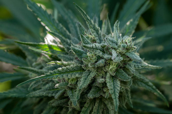 Harvesting in the Age of Adaptation