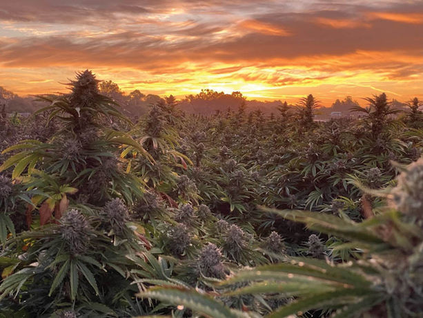 California Leaf Harvest Special: Motley Terpz