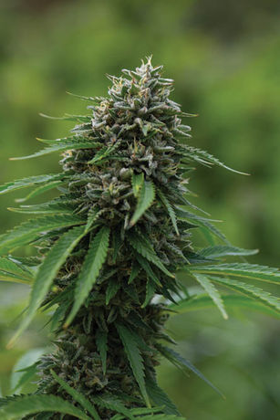 California Harvest Special: Sunrise Mountain Farms