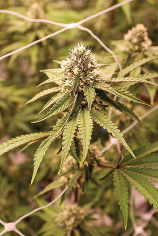 Maryland Leaf Harvest Special: Evermore Cannabis Company