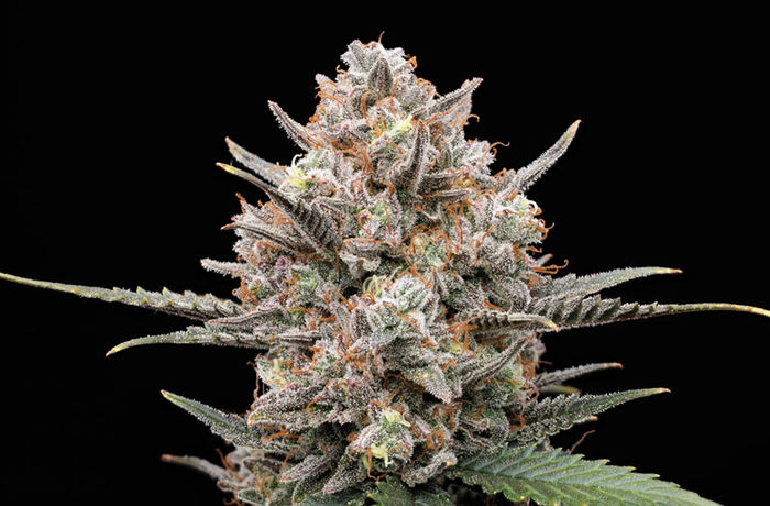 Fire Follower: Automatic Seeds for the People