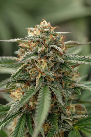 Grow Tour: Buddies Brand