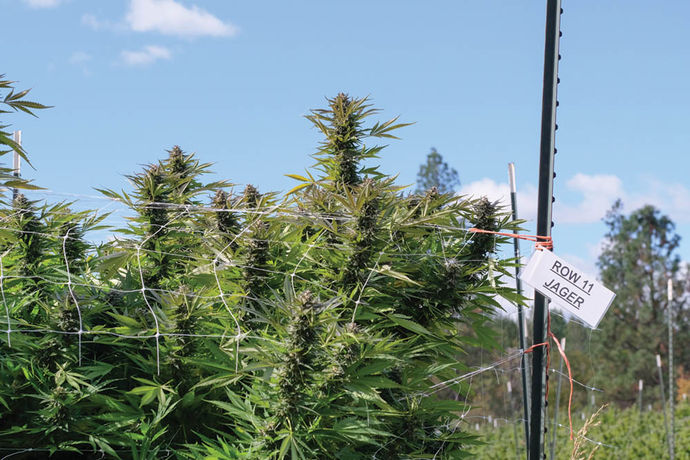 Oregon Leaf Harvest Special: Millerville Farms