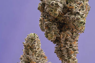 White Chocolate Chip