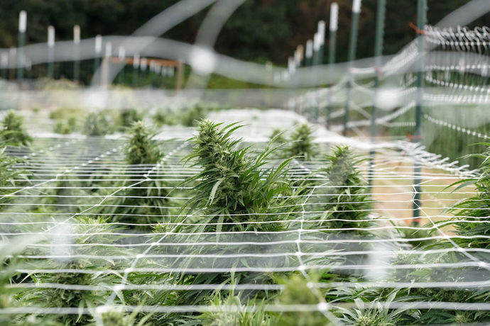 Oregon Leaf Harvest Special: Treasure Valley Cannabis Company