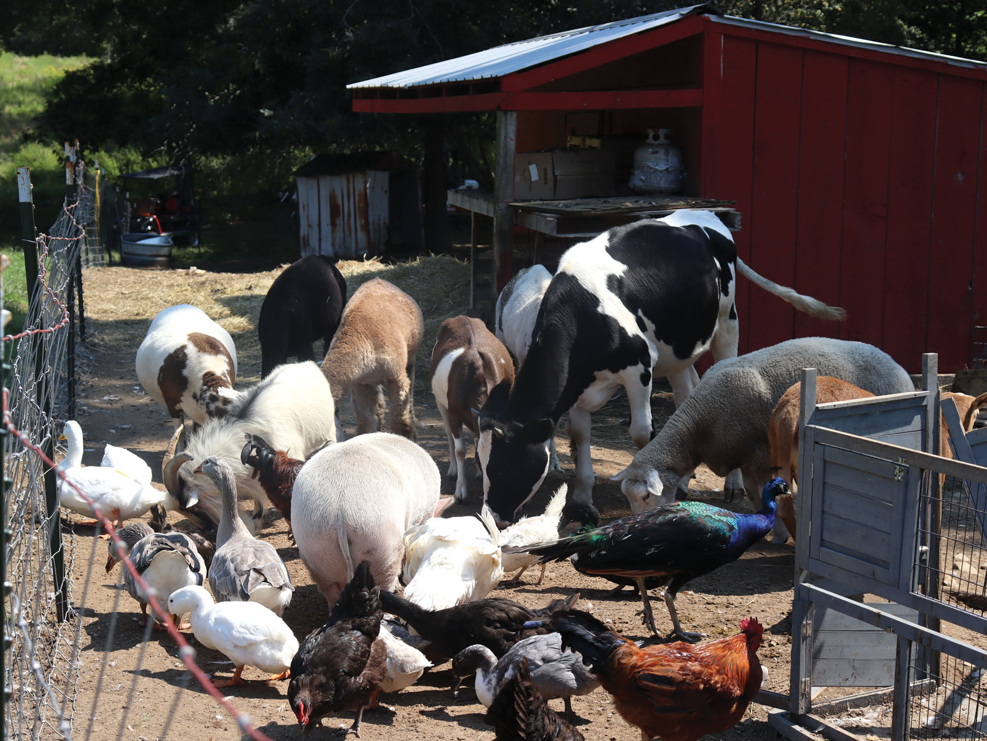 Massachusetts' Dream Catcher Farm Leaf Nation