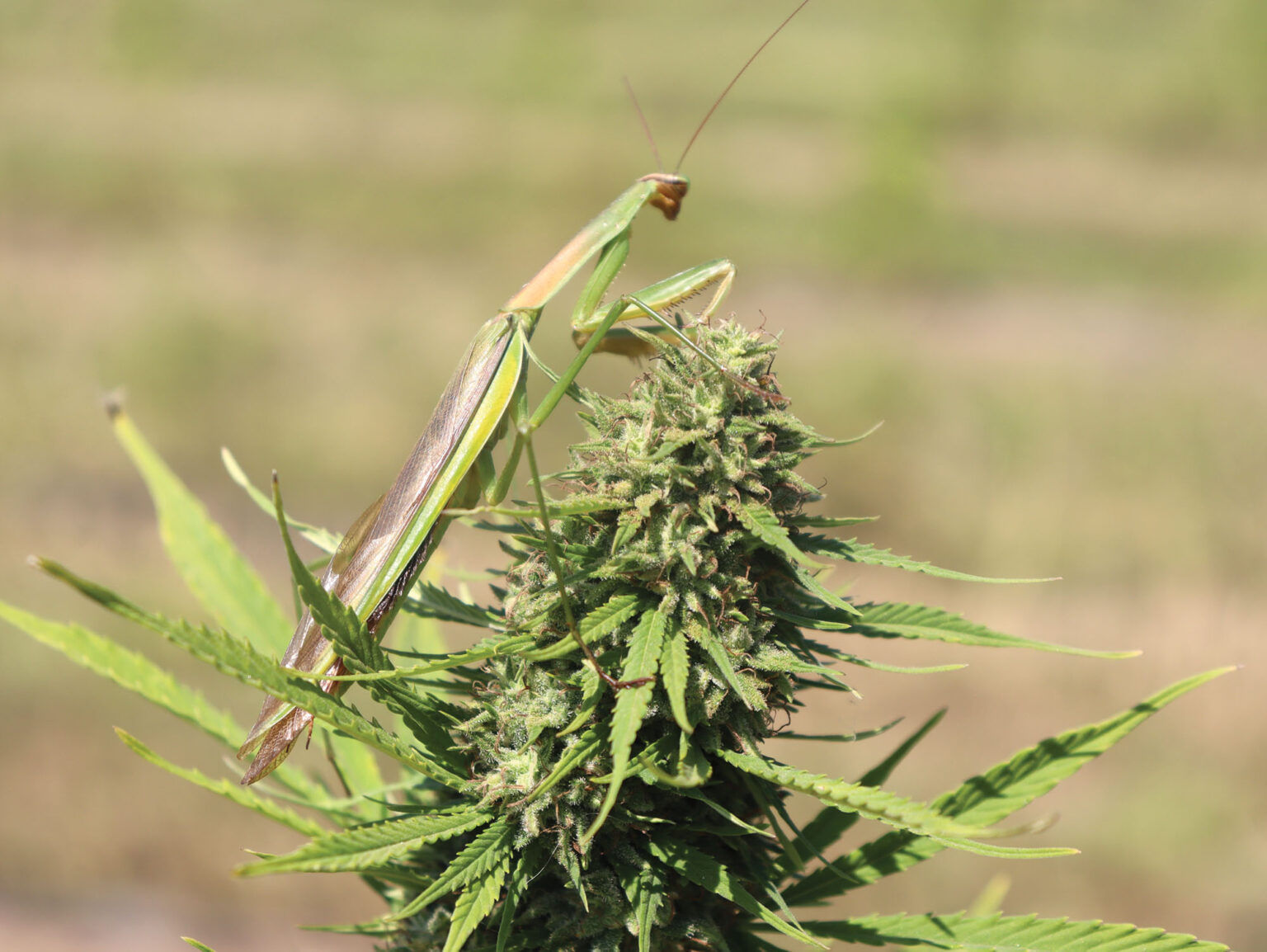 Massachusetts' Dream Catcher Farm Leaf Nation