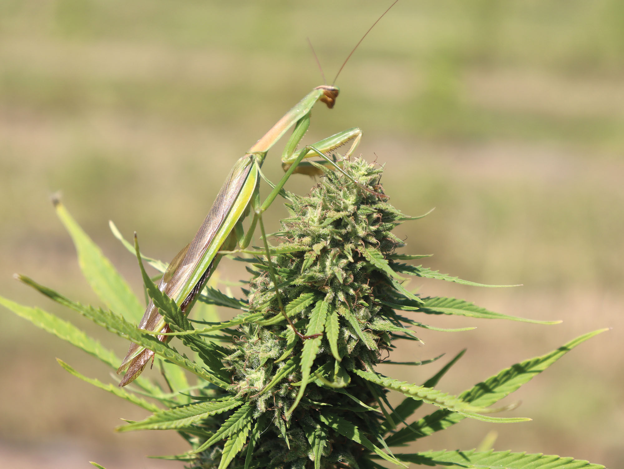 Massachusetts' Dream Catcher Farm Leaf Nation