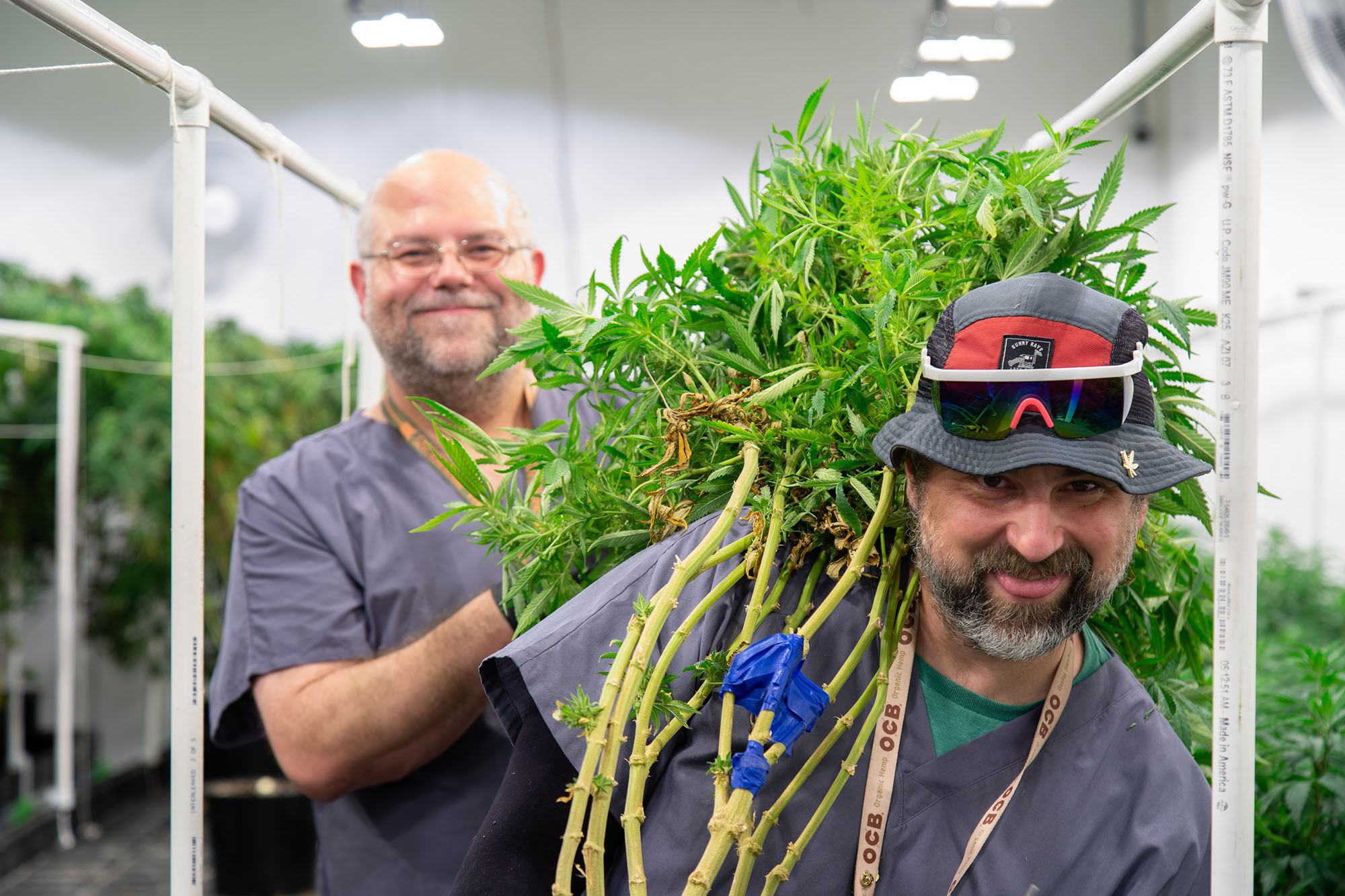 Chemdog Clones Drop at CannaProvisions - Leaf Nation