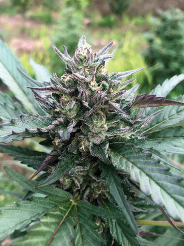 From Timber To Terps: Hidden Forest Farms - Leaf Nation