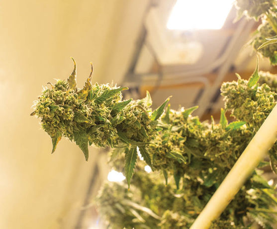 Grow Tour: Freya Farm