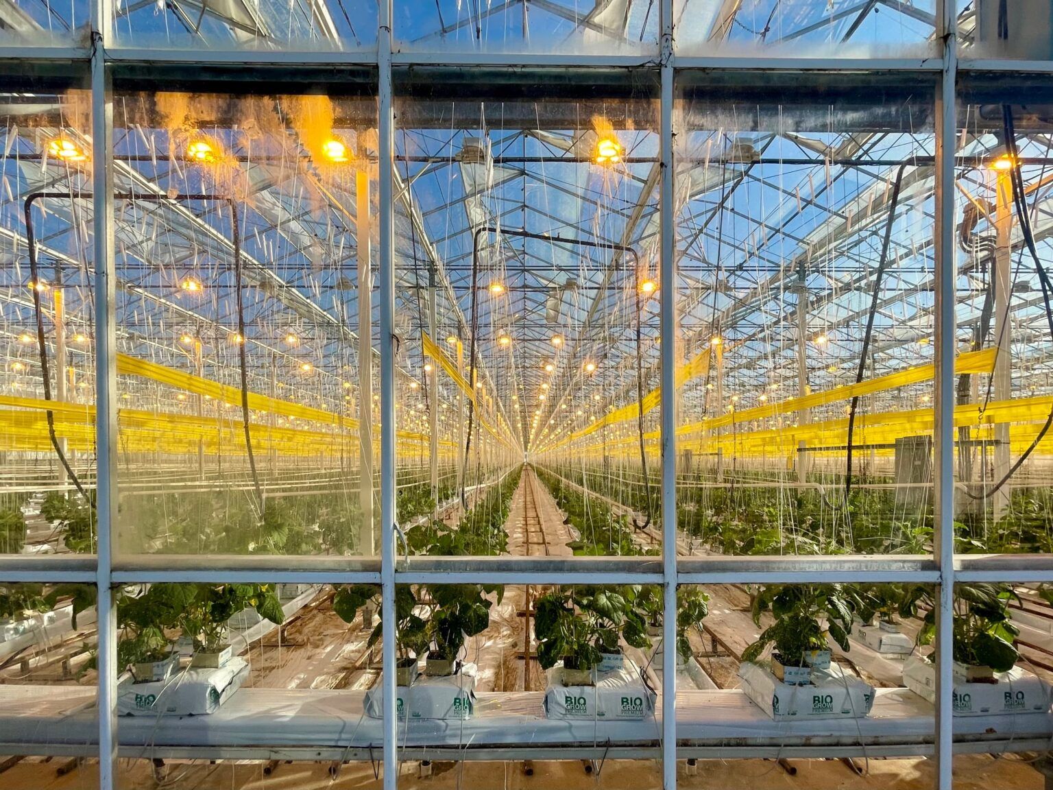 Will Glass House Farms the World's Largest Cannabis Grow? Leaf