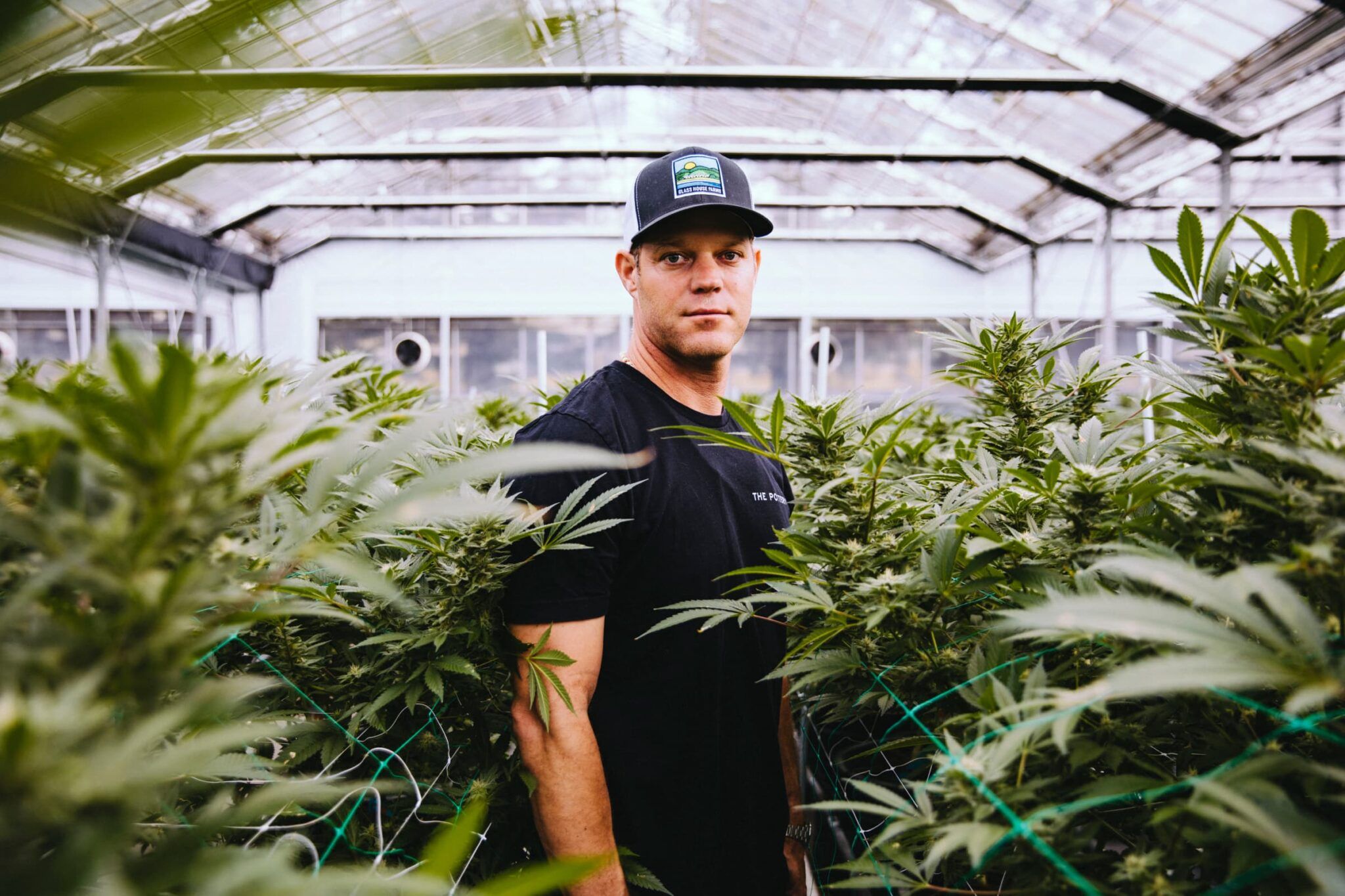 Will Glass House Farms the World's Largest Cannabis Grow? Leaf