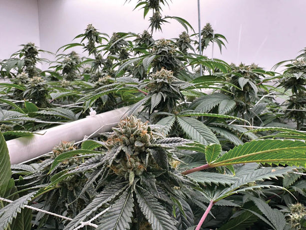 Fire Follower: Classic Subcool Sativas